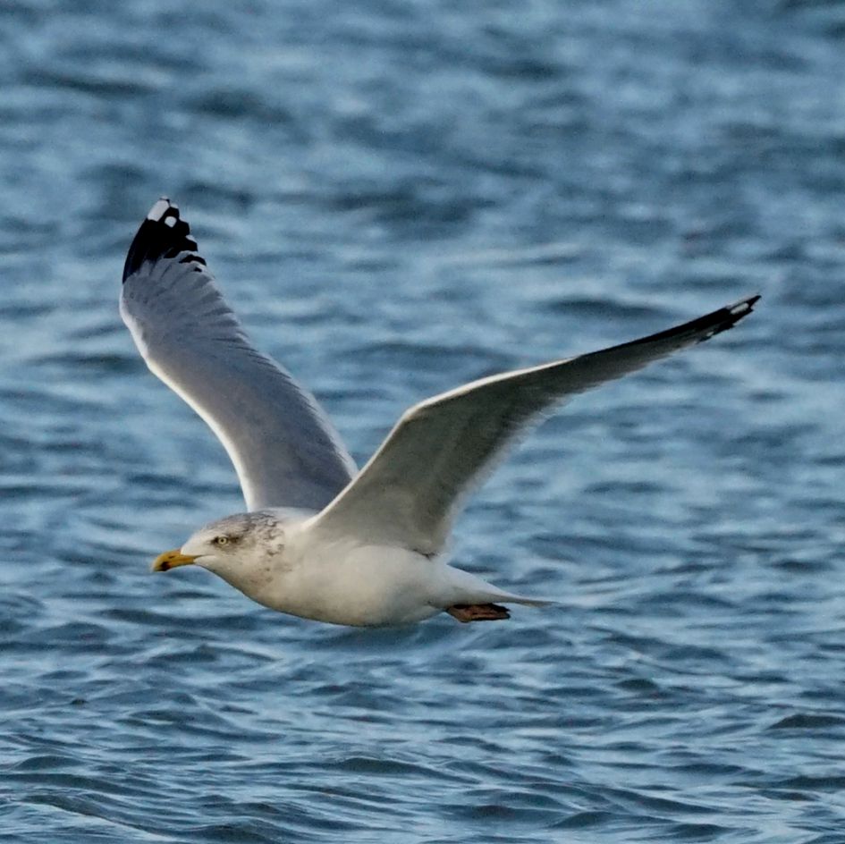 welke vogel is dit ?